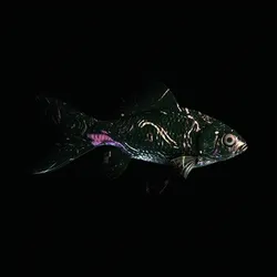 CryptoFish #1217