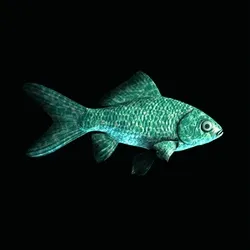 CryptoFish #5083