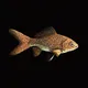 CryptoFish #4149