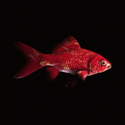 Cryptofish Io
