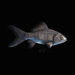 CryptoFish #2084