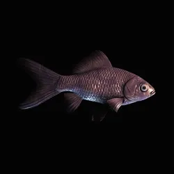 CryptoFish #4093