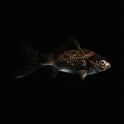CryptoFish #954