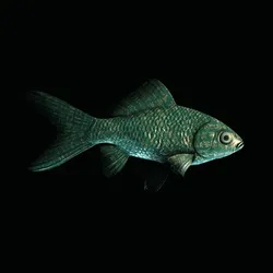 CryptoFish #5012