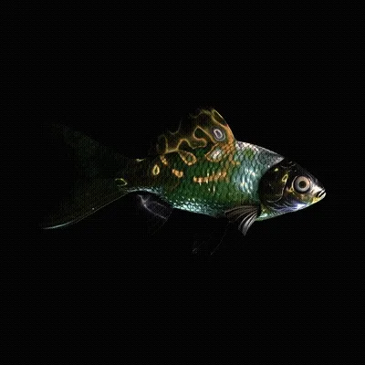 Cryptofish Io