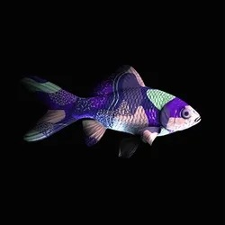 CryptoFish #1567