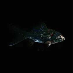 CryptoFish #5511