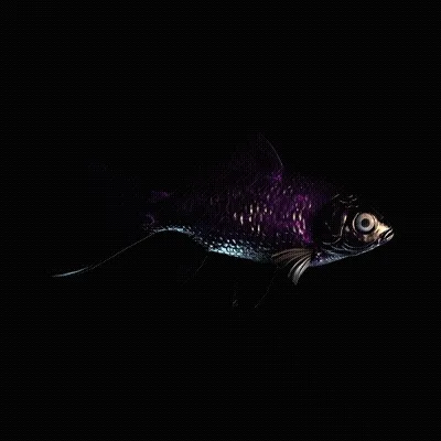 CryptoFish #5568