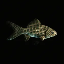 CryptoFish #1692