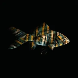 CryptoFish #739
