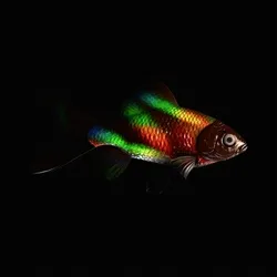 CryptoFish #951