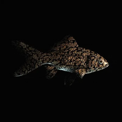 Cryptofish Io