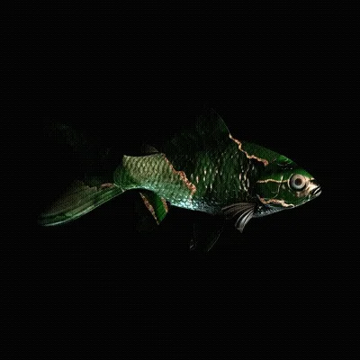 Cryptofish Io
