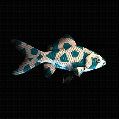 Cryptofish Io