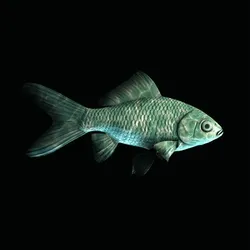 CryptoFish #1553