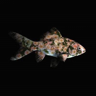 Cryptofish Io