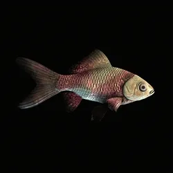 CryptoFish #606