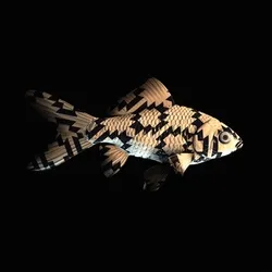 CryptoFish #968