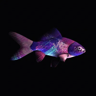 Cryptofish Io