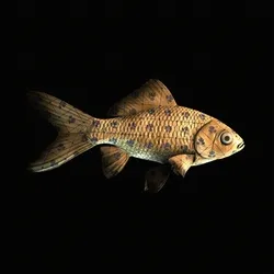 CryptoFish #1143