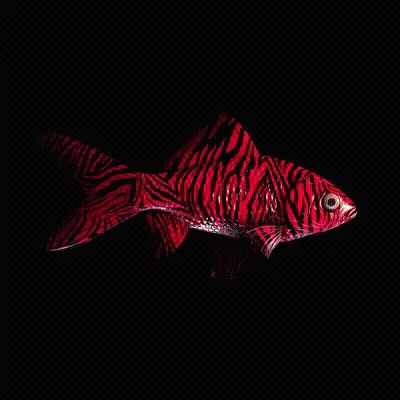 Cryptofish Io