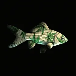 CryptoFish #423