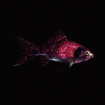 Cryptofish Io