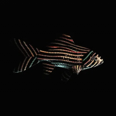 Cryptofish Io