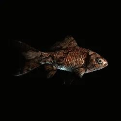 CryptoFish #1415