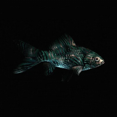 Cryptofish Io