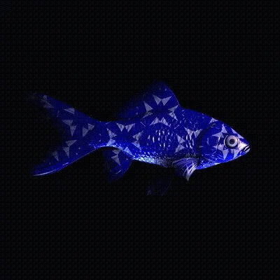 Cryptofish Io