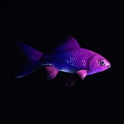CryptoFish #638