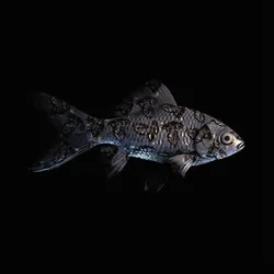 CryptoFish #1568