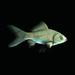 CryptoFish #4251