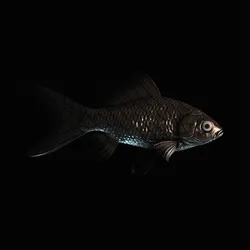 CryptoFish #178
