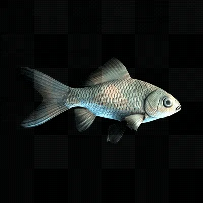 Cryptofish Io