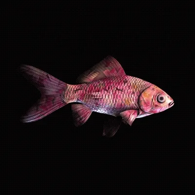 Cryptofish Io