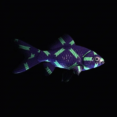 Cryptofish Io