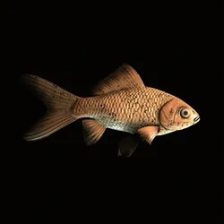 CryptoFish #1085