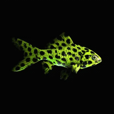 Cryptofish Io