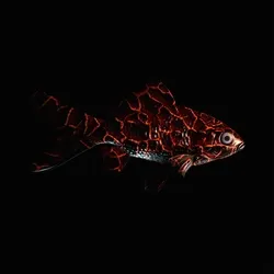 CryptoFish #4040