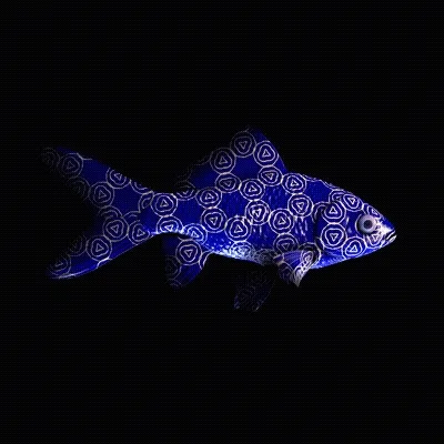 Cryptofish Io