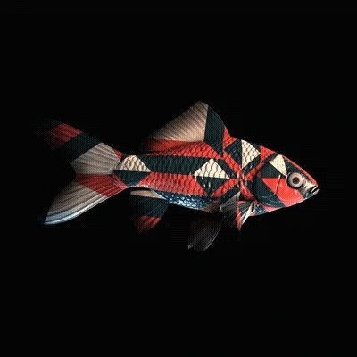 Cryptofish Io