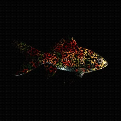 Cryptofish Io