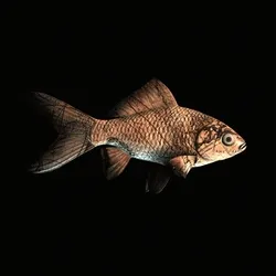 CryptoFish #1536