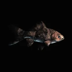 CryptoFish #2036