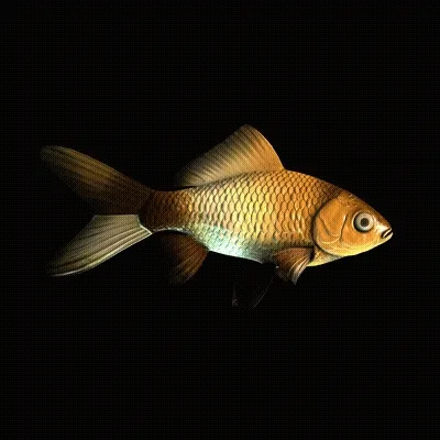 CryptoFish #2833