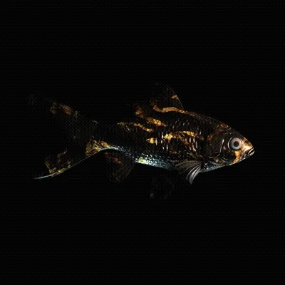 Cryptofish Io