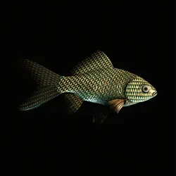 CryptoFish #720