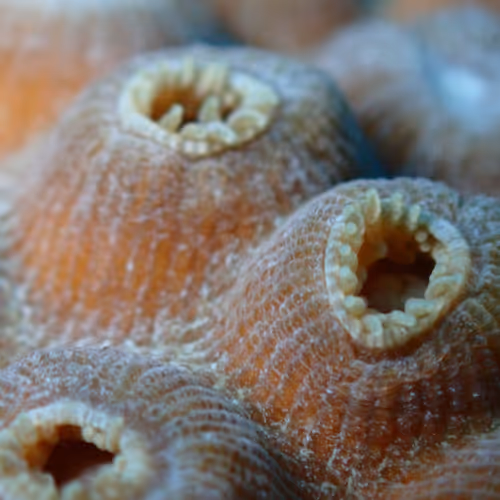 Scleractinian Dreams